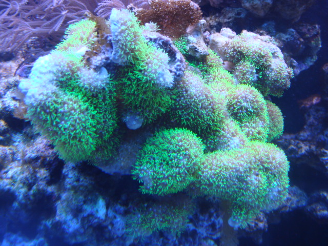 DAY 12 珊瑚加入 照片2