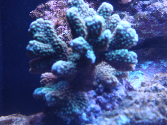 DAY 14 珊瑚加入 照片4