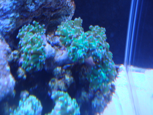 DAY 17 珊瑚加入 照片2