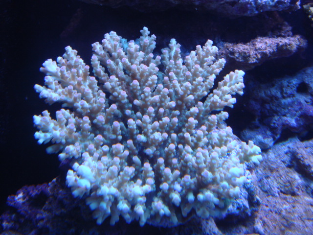 DAY 19 魚加入 照片3