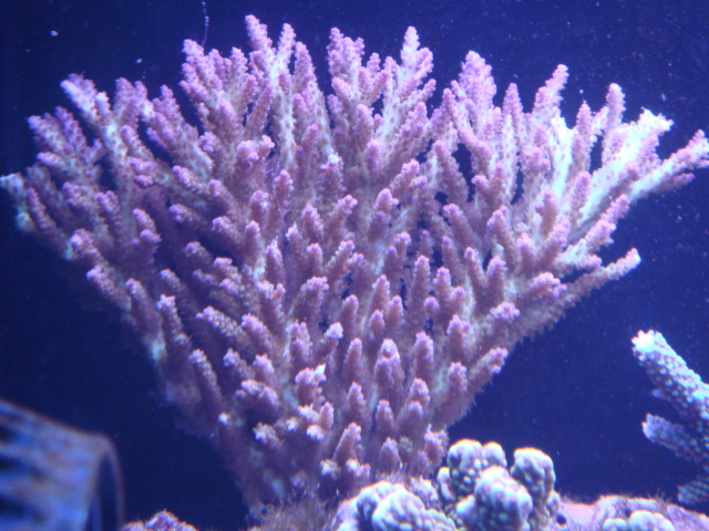 DAY 19 魚加入 照片5