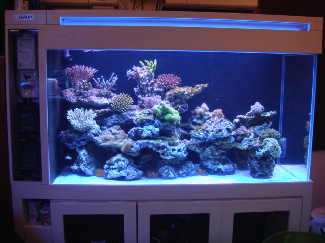 DAY 19 UPDATE TANK PHOTO 照片1