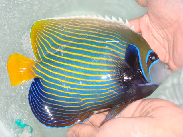 24th Aug 2010 - Maldives