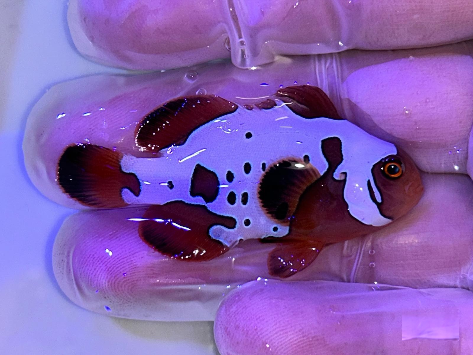 27th Mar - Tank Bred Fish