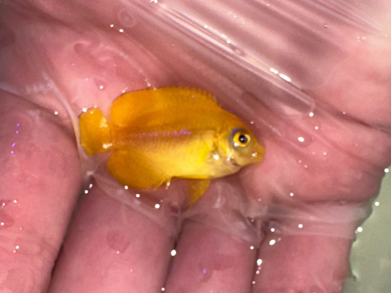 13th Feb - Tank Bred Fish