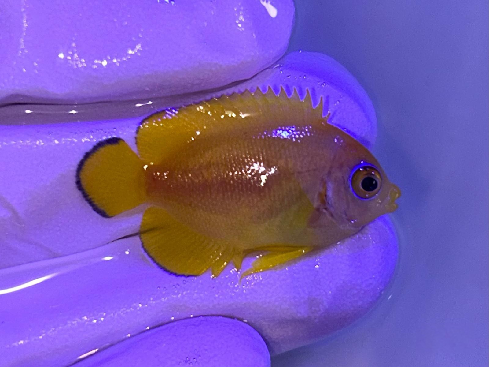 2nd May - Tank Bred Fish