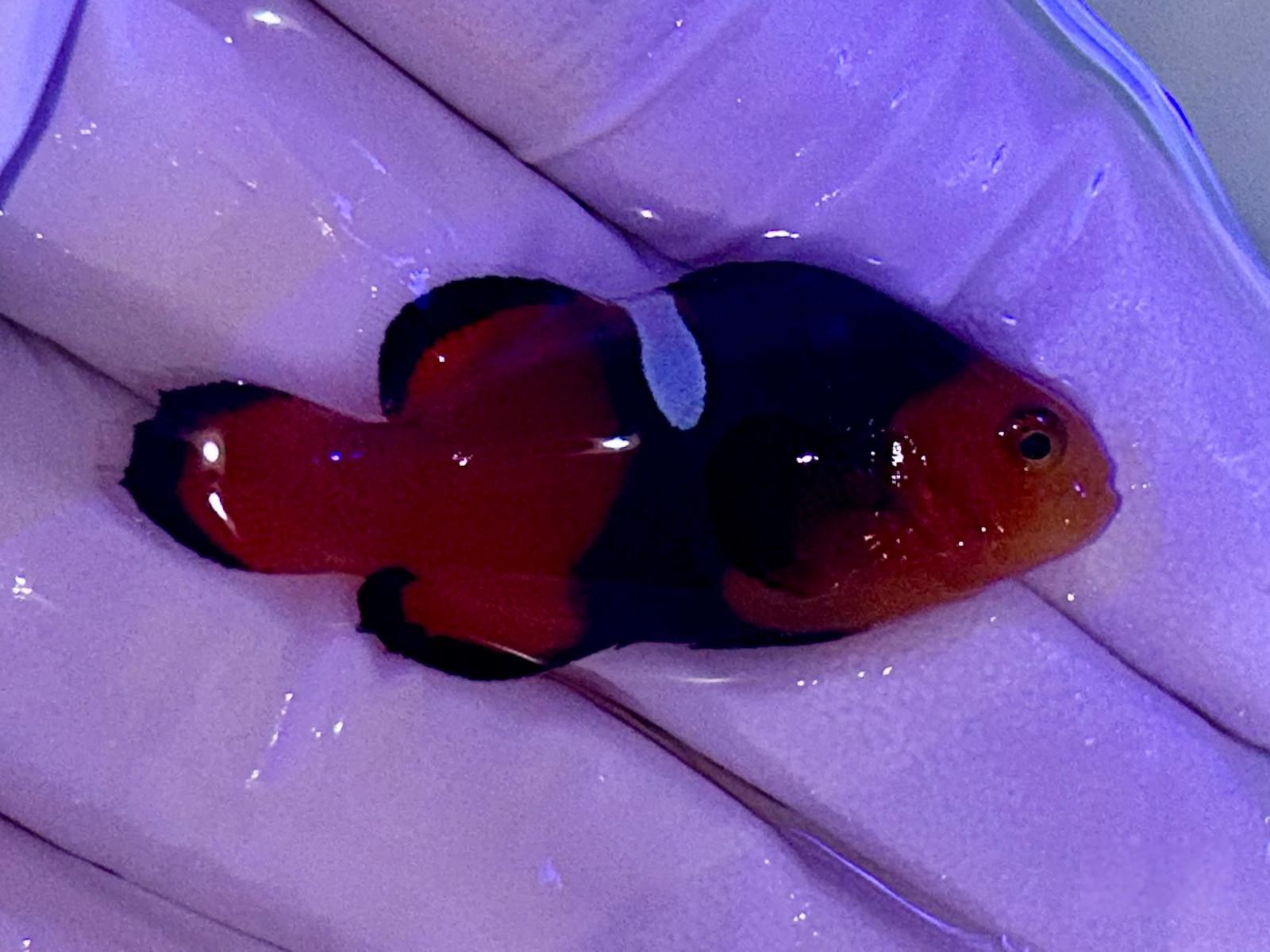 14th Jul - Tank Bred Fish