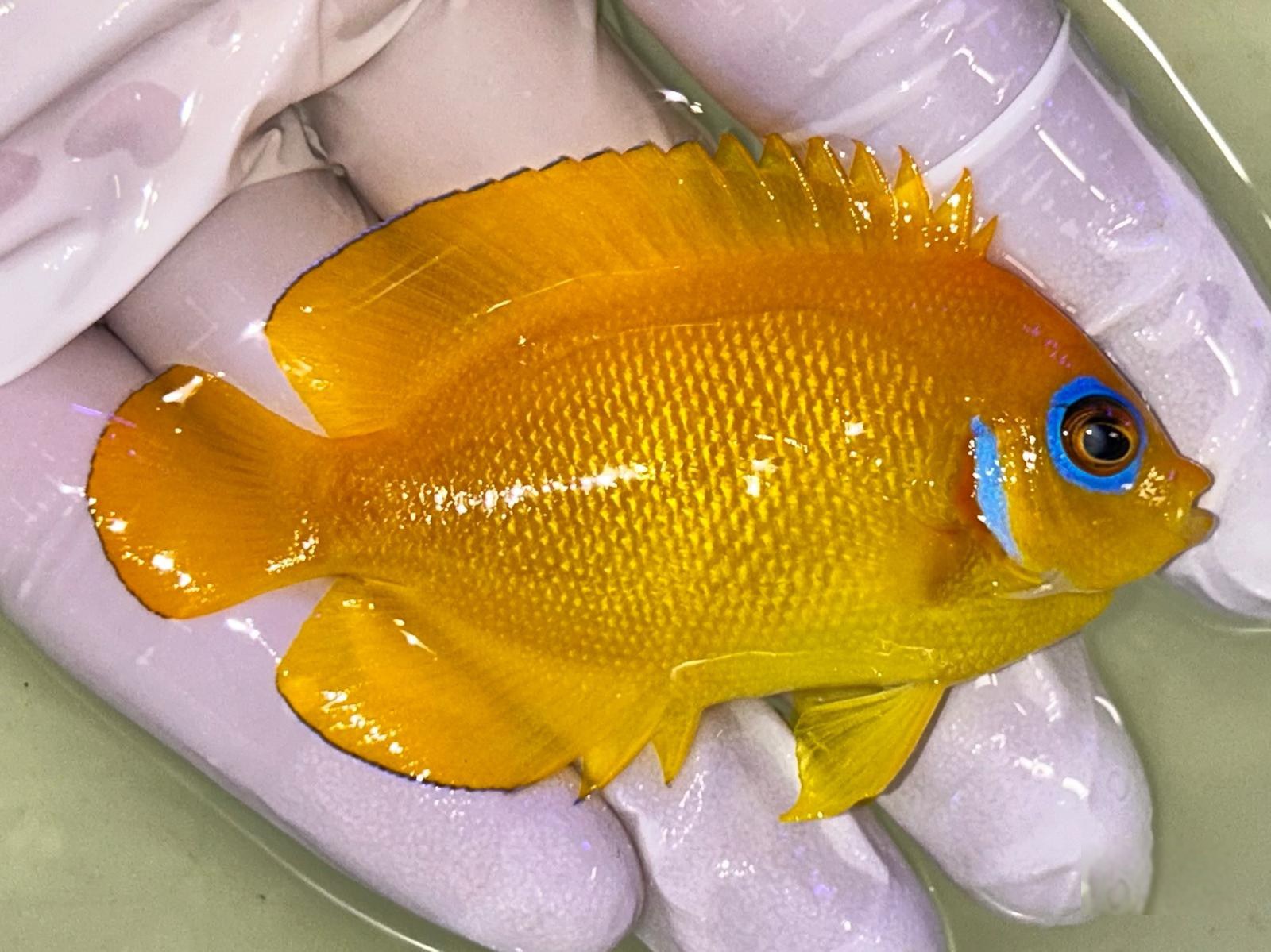 26th Jul - Tank Bred Fish