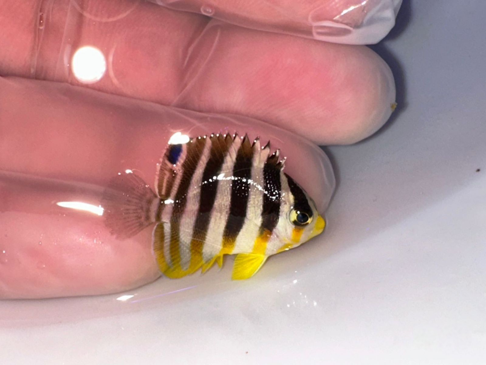 5th Mar -Tank Bred Fish
