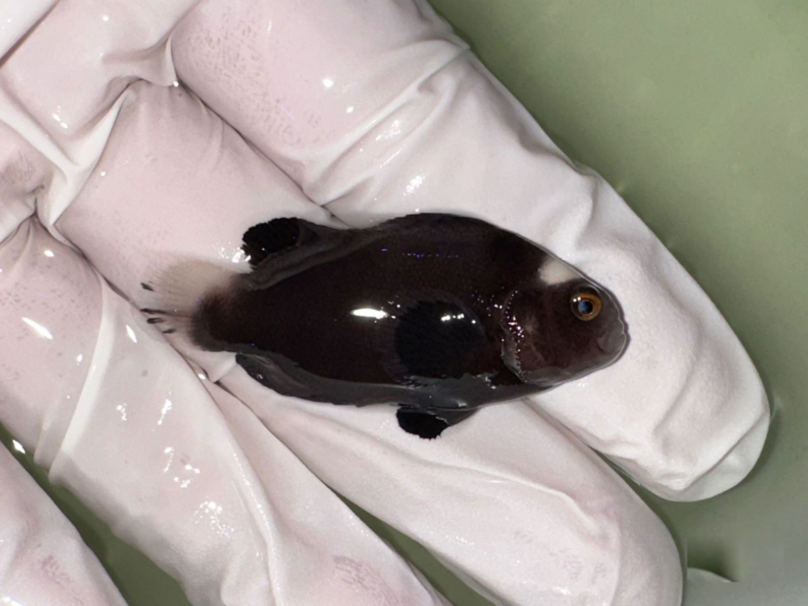 5th Jun - Tank Bred Fish