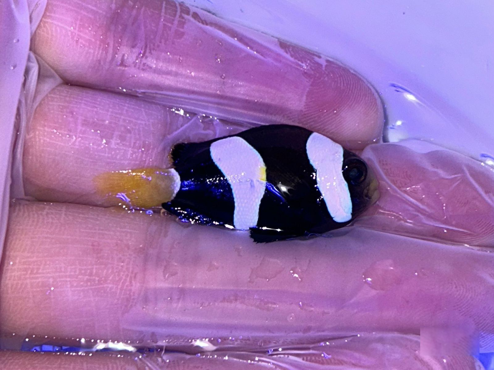 15th Apr - Tank Bred Fish