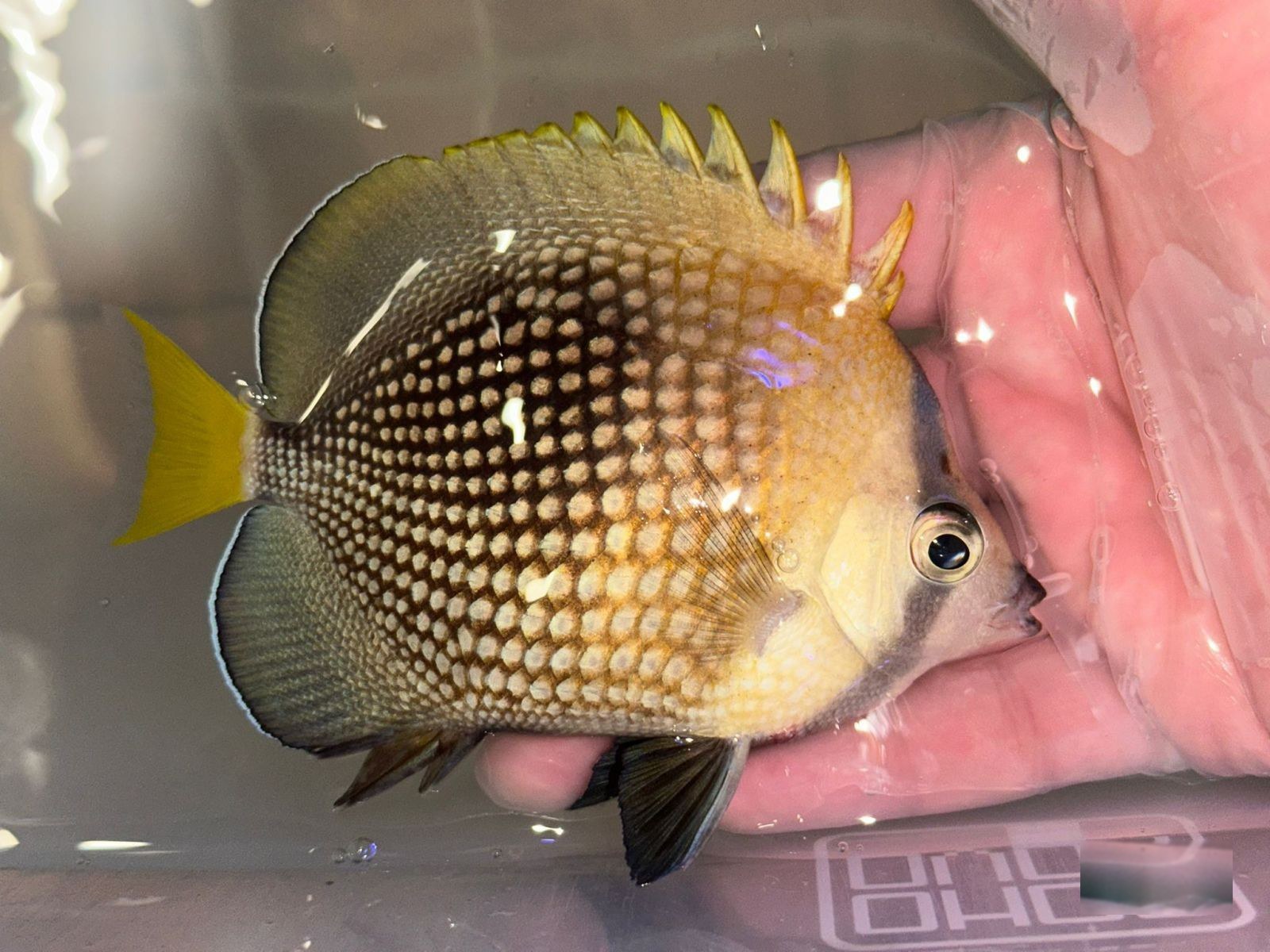 14th Feb - Tahiti
