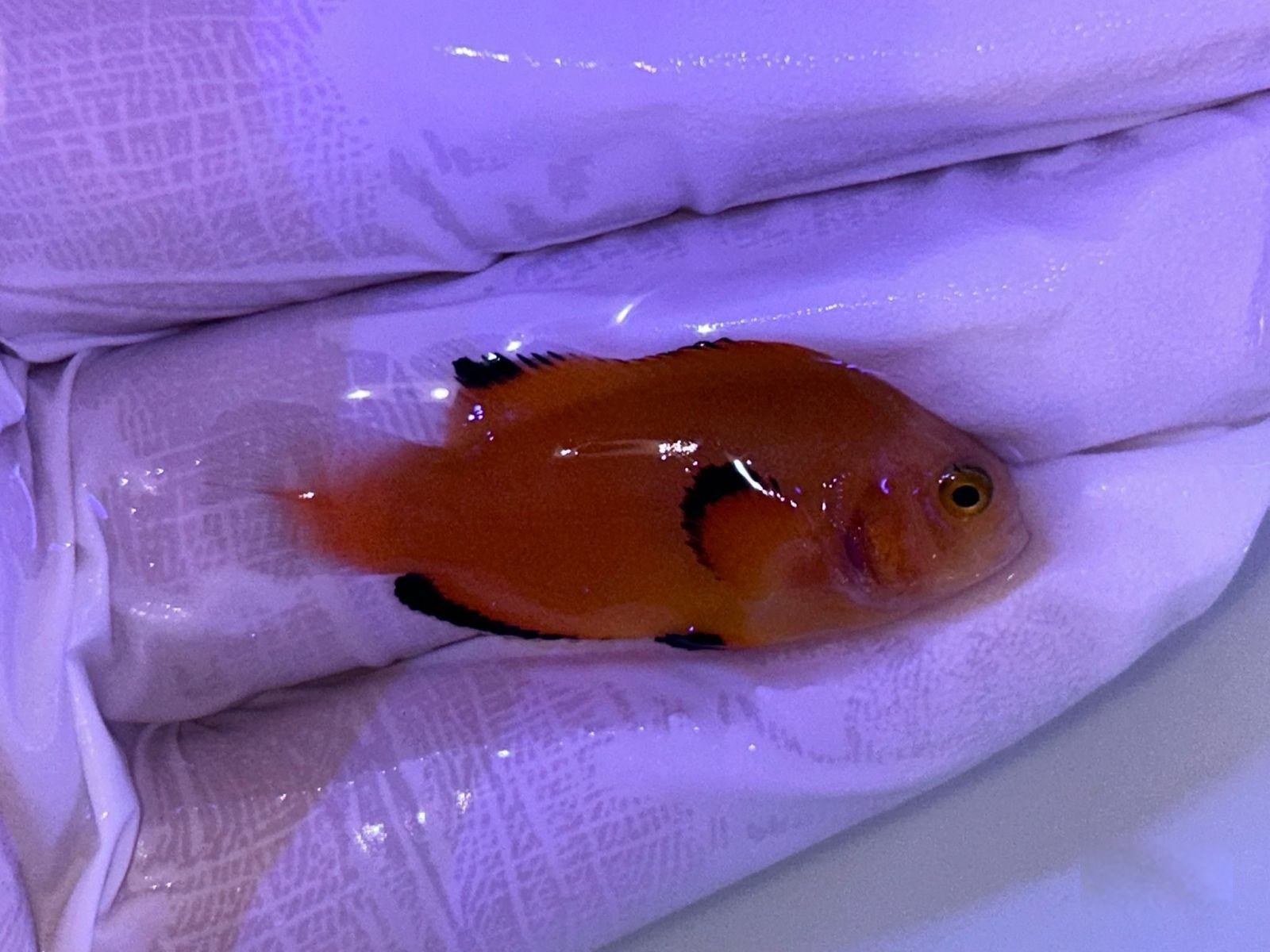 24th May - Tank Bred Fish