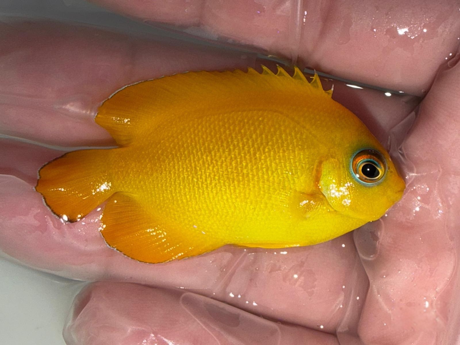 4th Jan - Tank Bred Fish