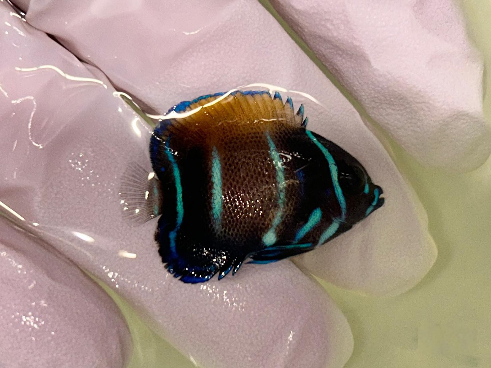 11th Sep - Tank Bred Fish