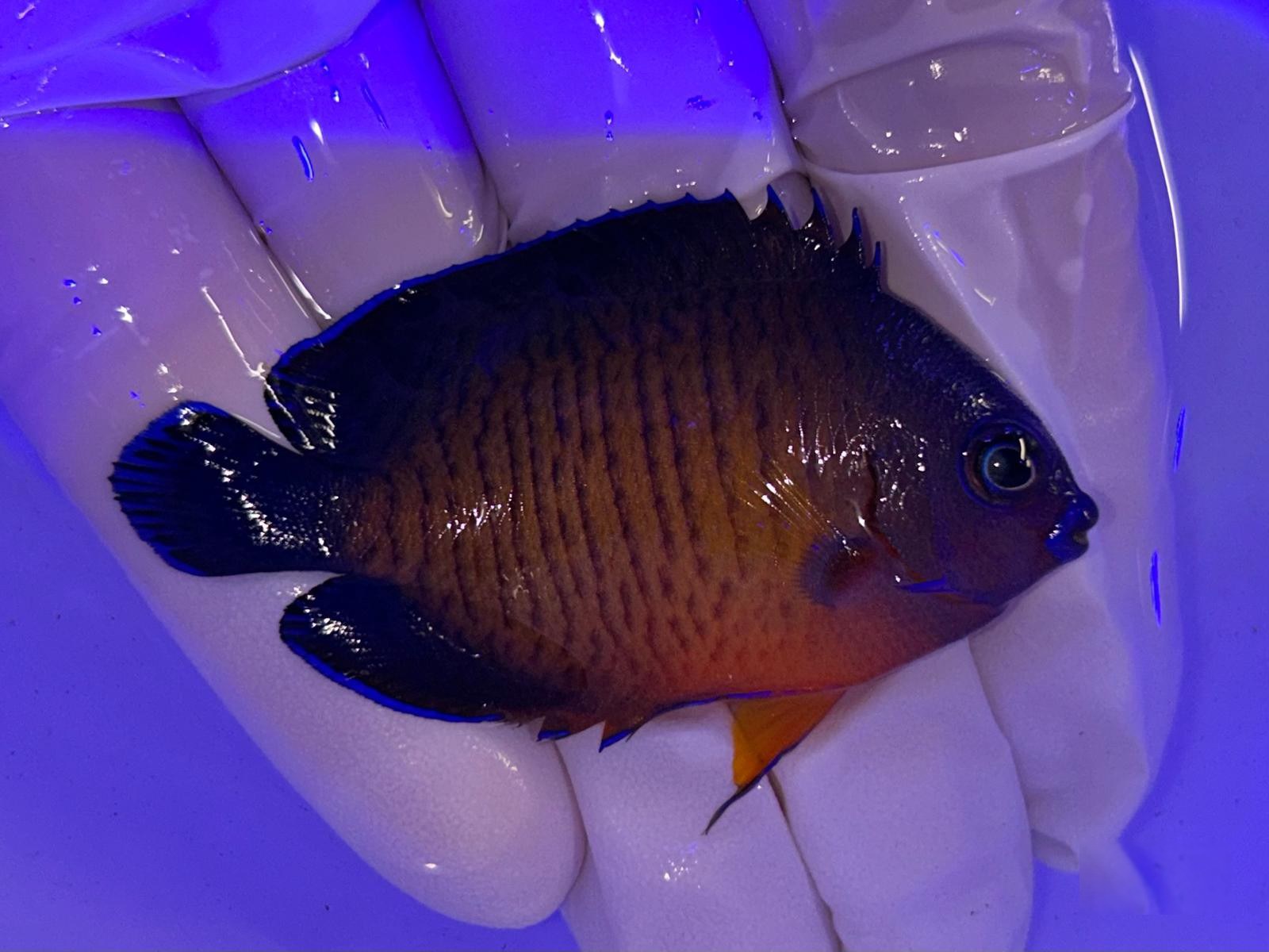 29th Apr - U.S. 集魚場
