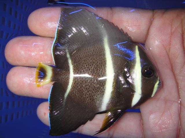 22nd Mar - U.S.集魚場