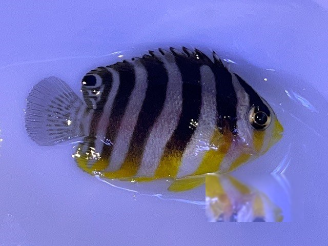 16th Feb - Tank Bred Fish