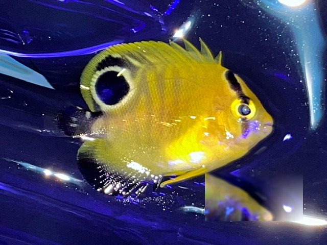 7th Nov - Tank Bred Fish