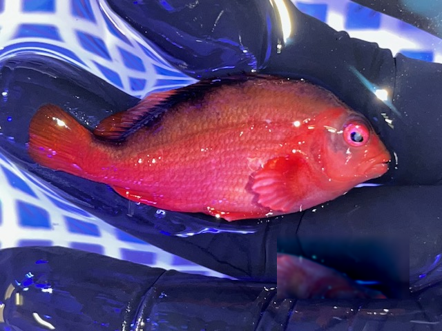 15th Nov - Tahiti