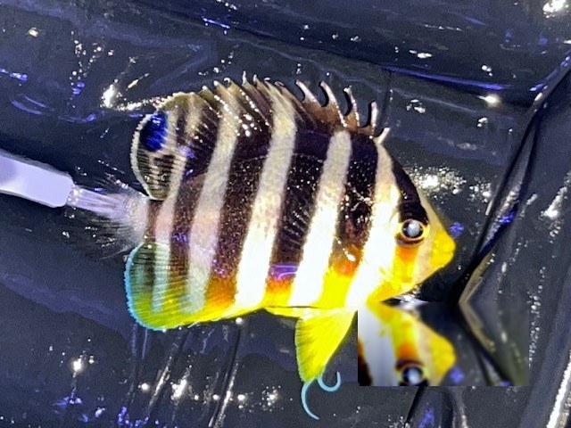 15th May - Tank Bred Fish