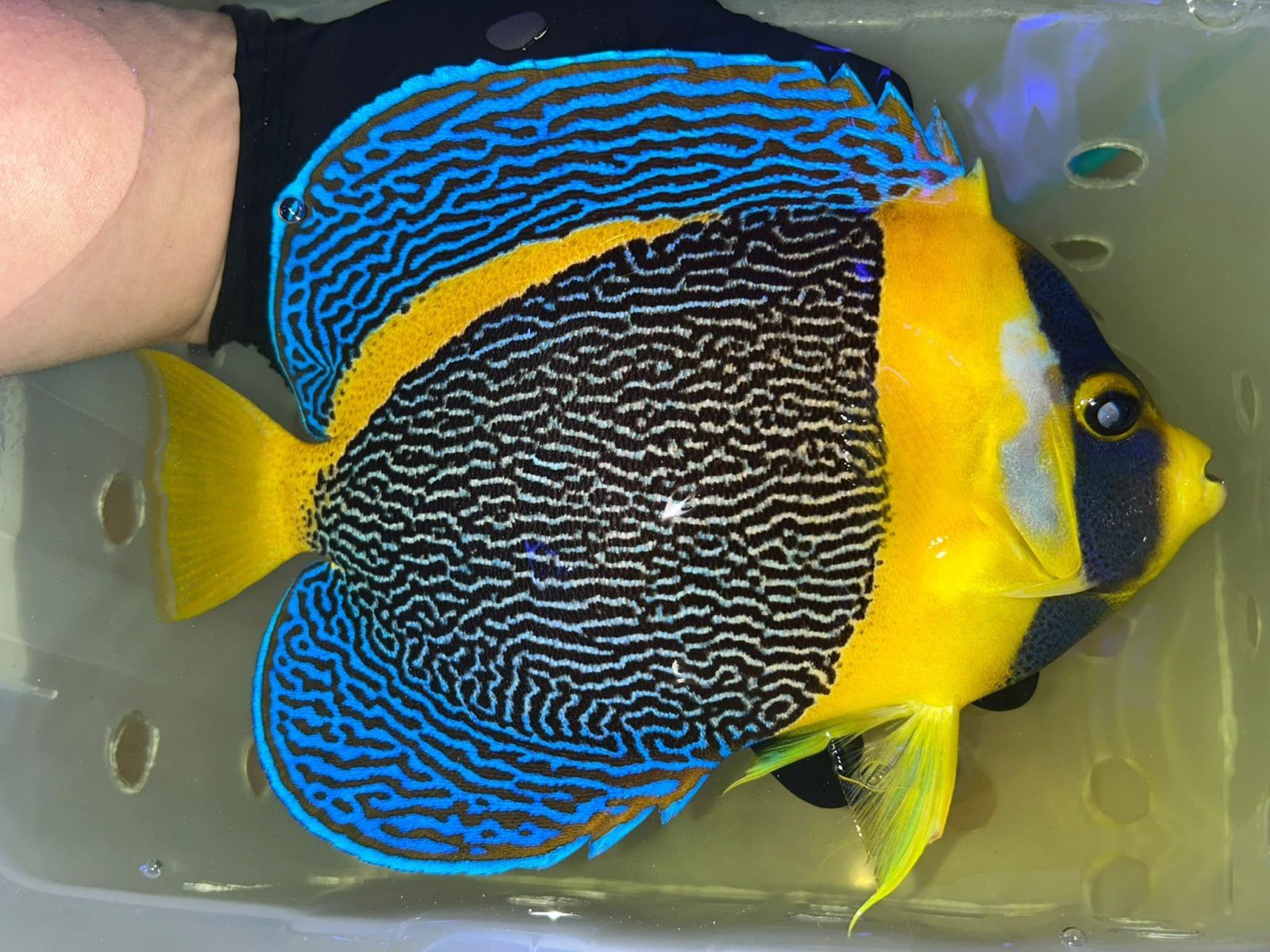 10th Jun - West Australia