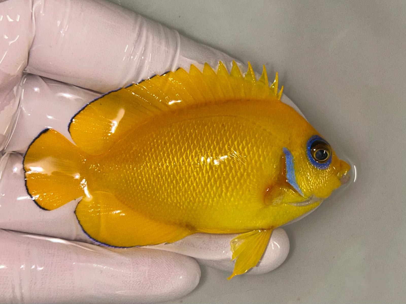 1st Jul - Marshall