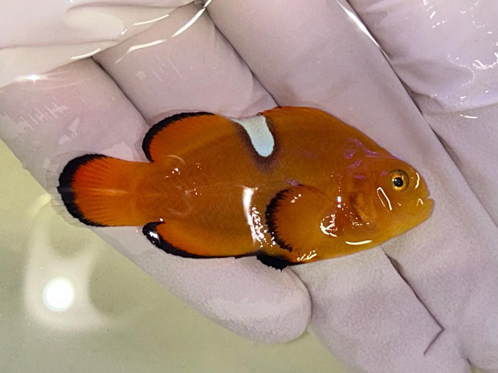 24th Jul - Tank Bred Fish