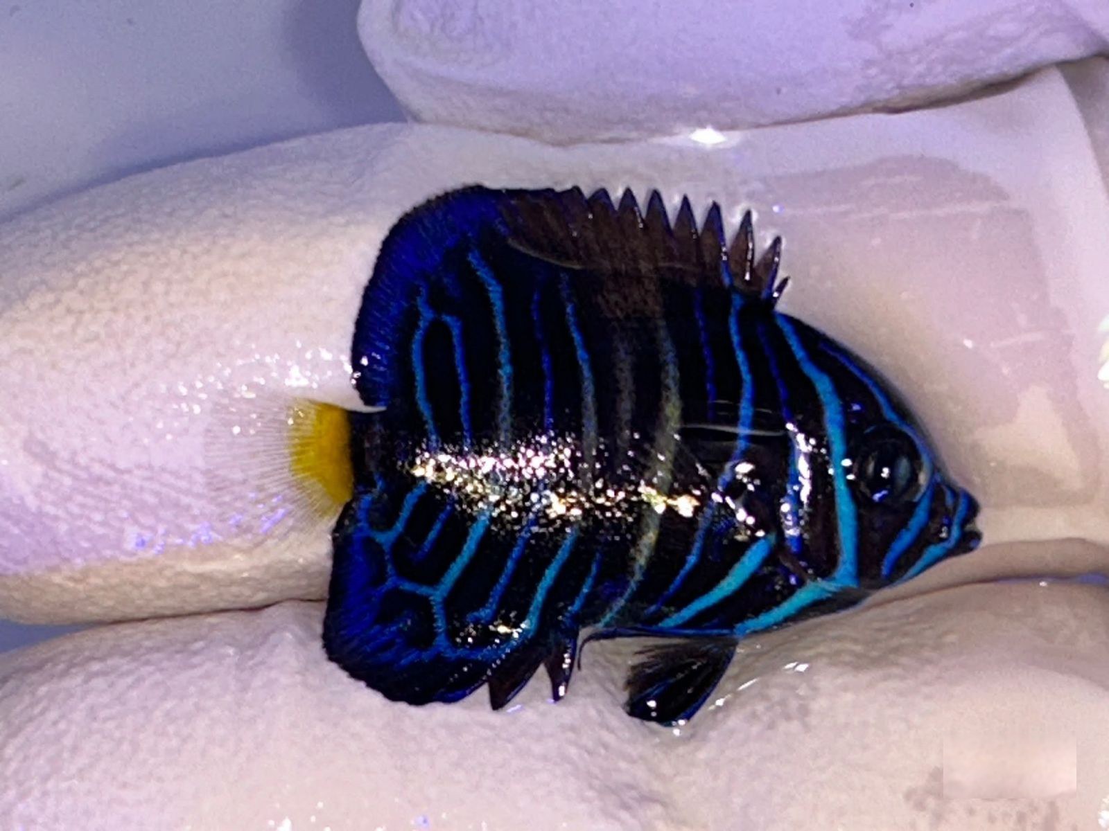 19th Jun - Tank Bred Fish