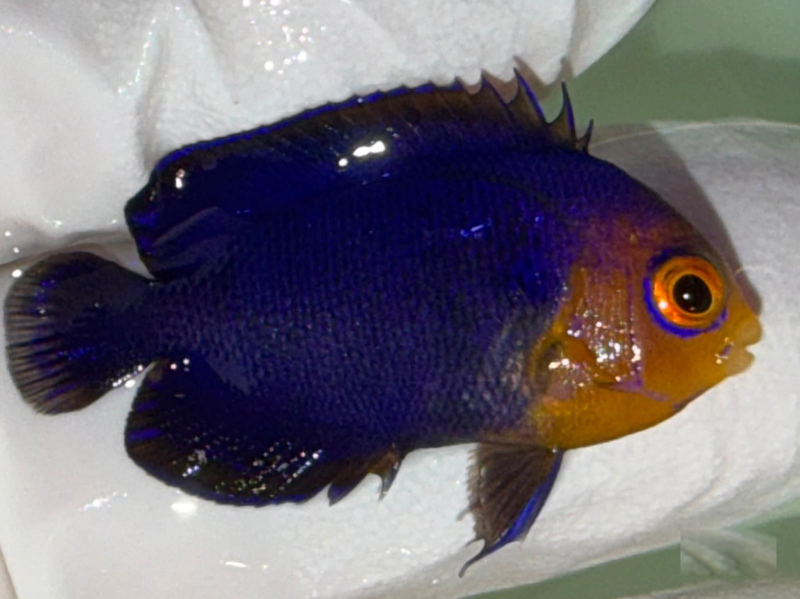 25th Jul - U.S.集魚場