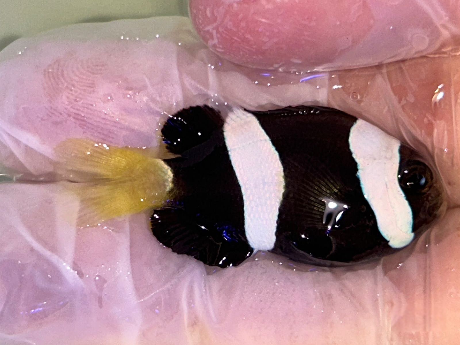 19th Jun - Tank Bred Fish