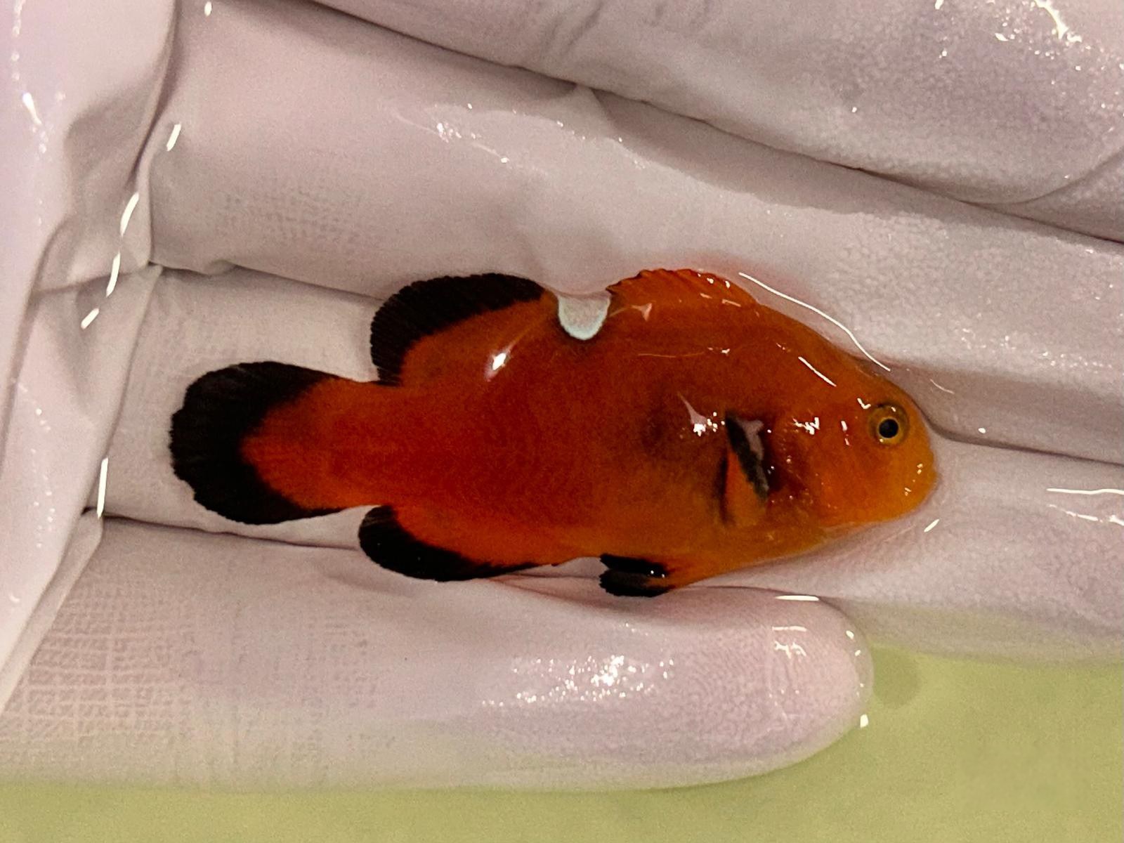 31st Jul - Tank Bred Fish