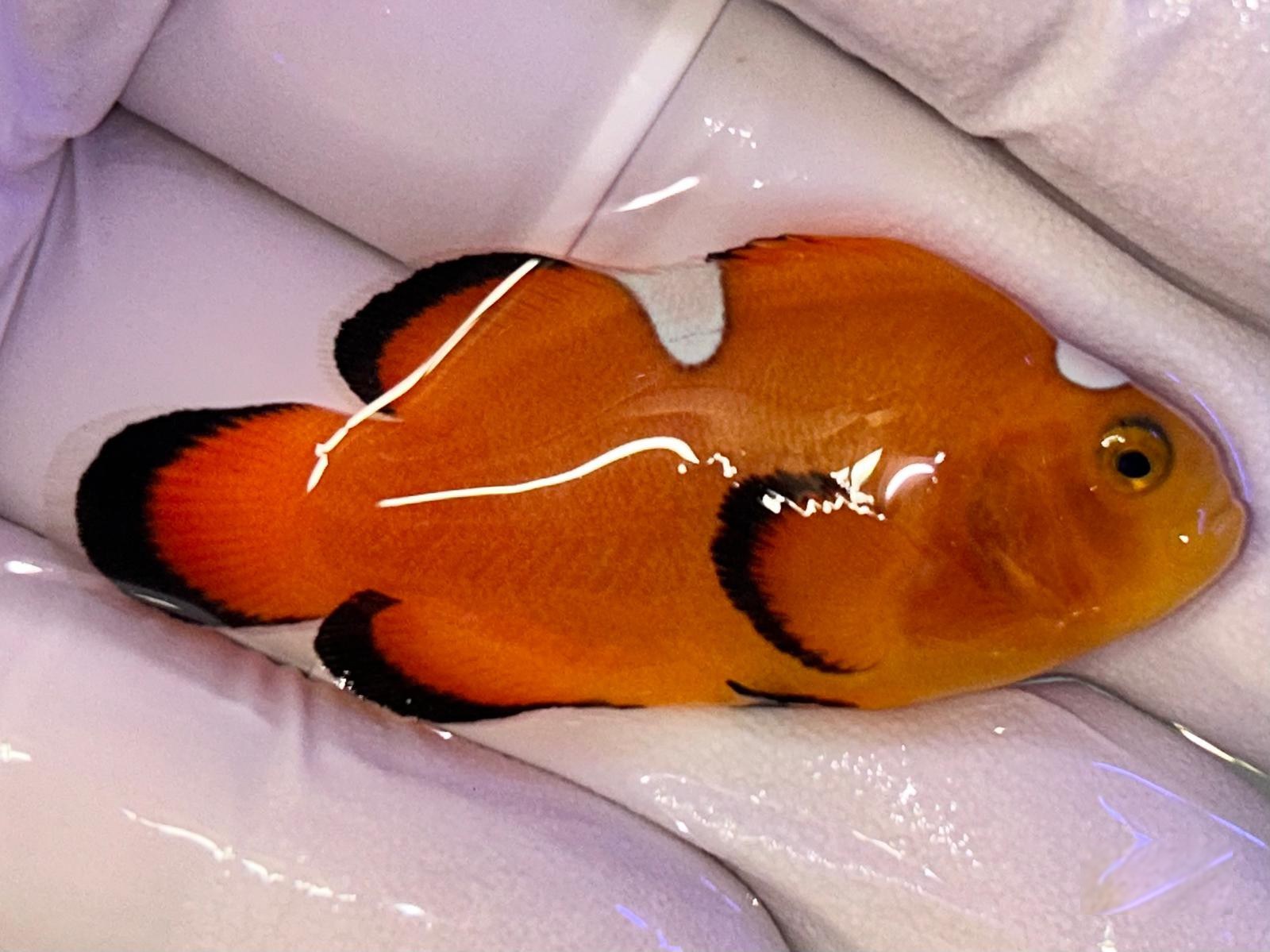 20th Aug - Tank Bred Fish