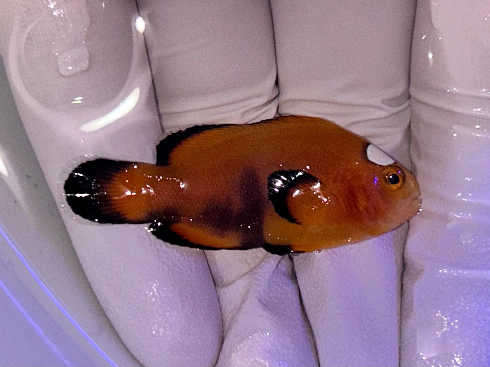 27th Aug - Tank Bred Fish