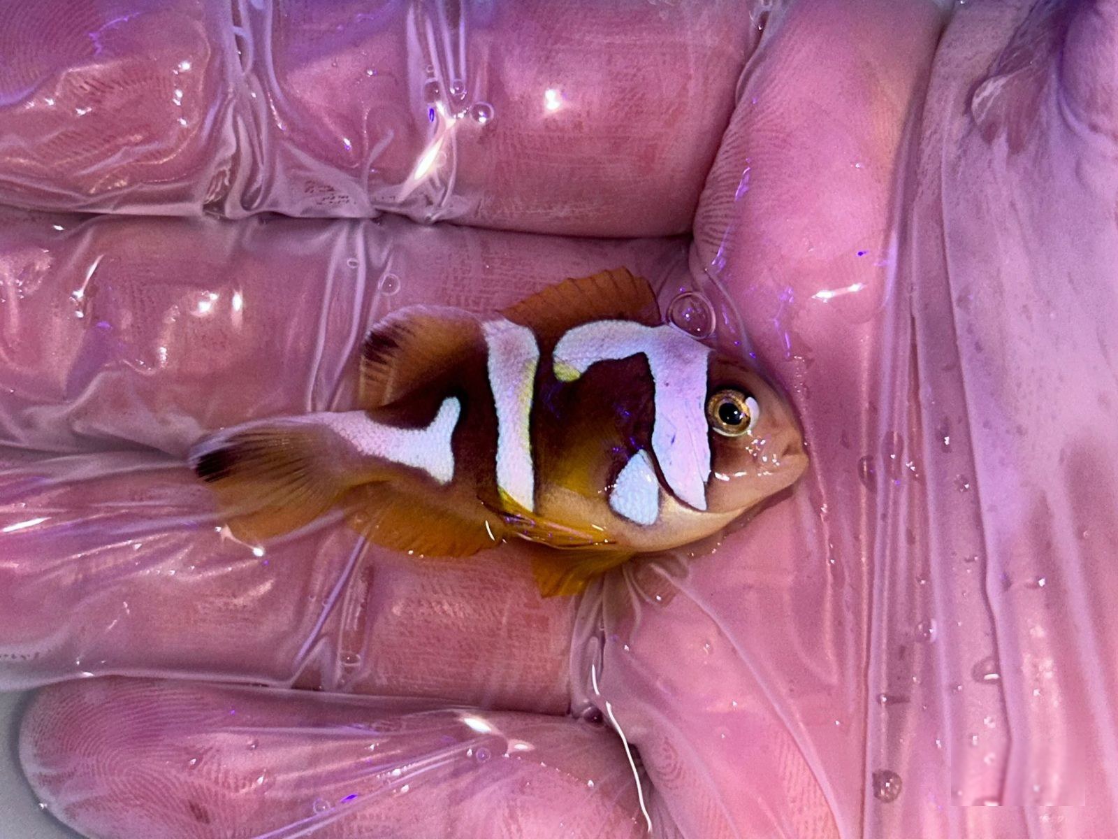 28th Feb - Tank Bred Fish